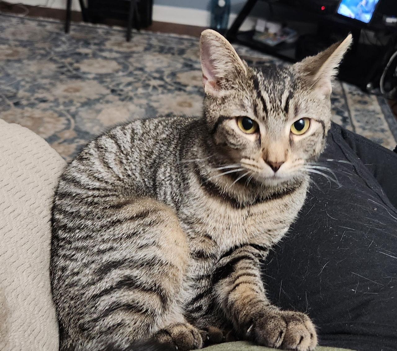 Red Rose, a Adoptable Domestic Short Hair in Rochester, NY image 1/2