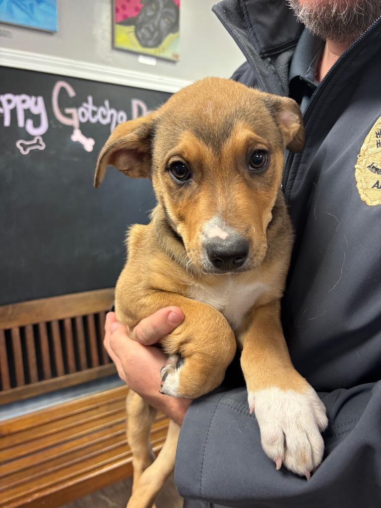 Gizzy, Adoptable, Puppy Male Hound & German Shepherd Dog.