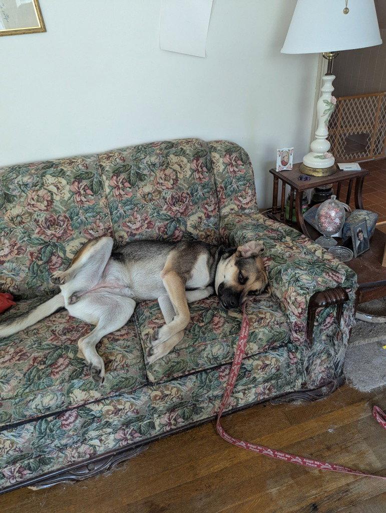 Ruby, a Adoptable mixed breed in Bloomfield, CT image 1/3