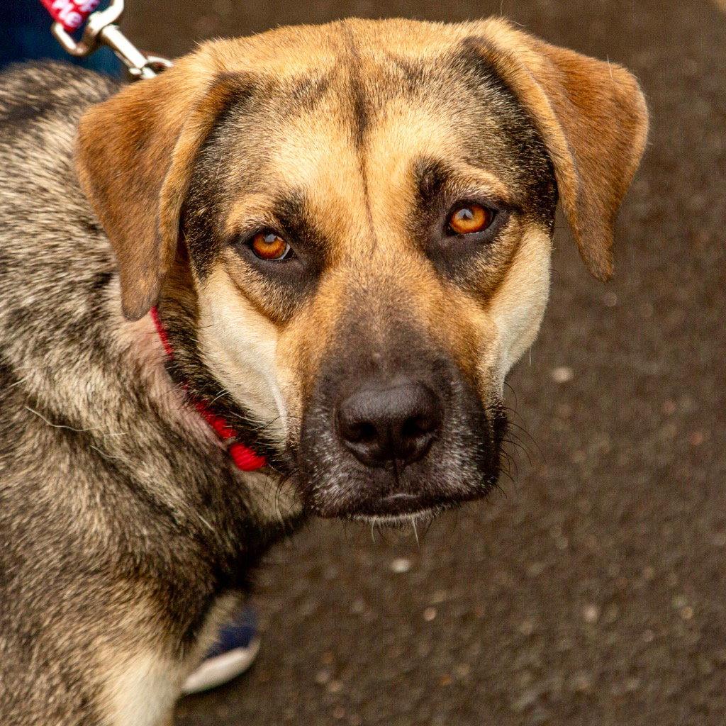 Ruby, a Adoptable mixed breed in Bloomfield, CT image 2/3