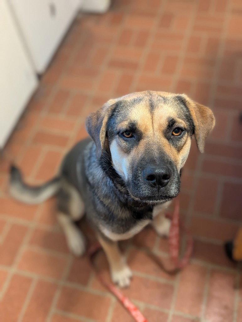 Ruby, a Adoptable mixed breed in Bloomfield, CT image 3/3