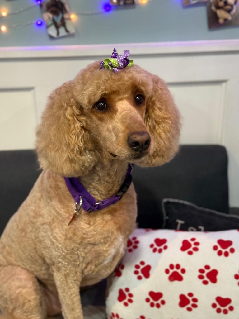 Ella, Adoptable, Adult Female Poodle & Golden Retriever.