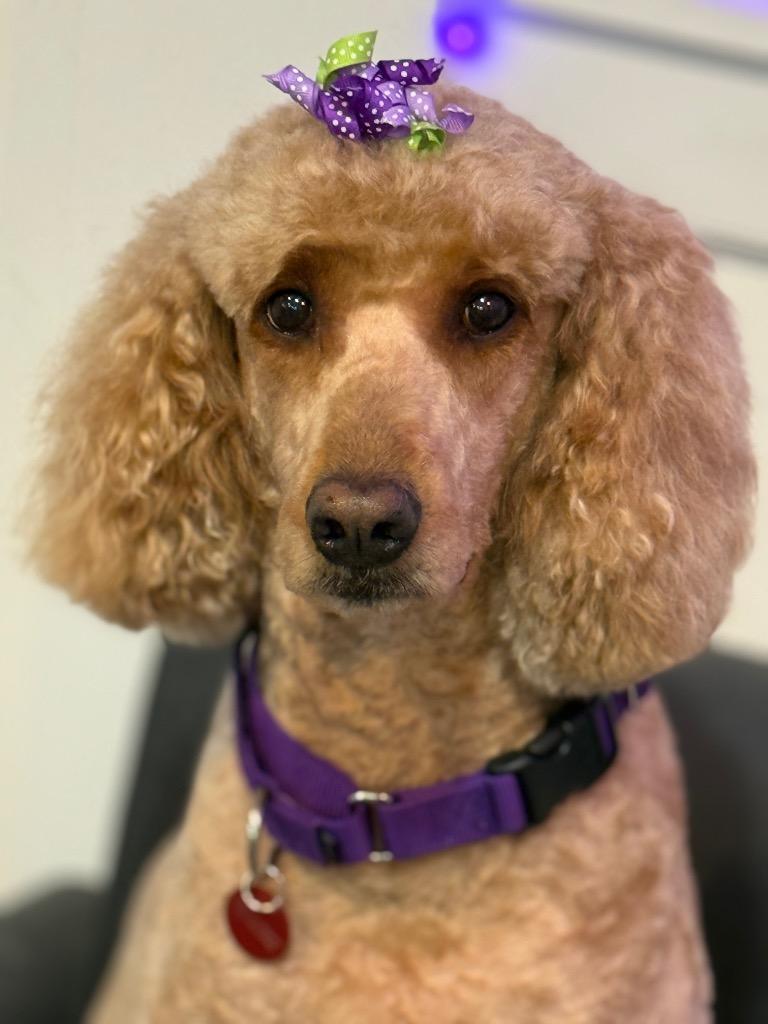 Enlarge Ella, a Adoptable mixed breed in Monroe Township, NJ image 2/3