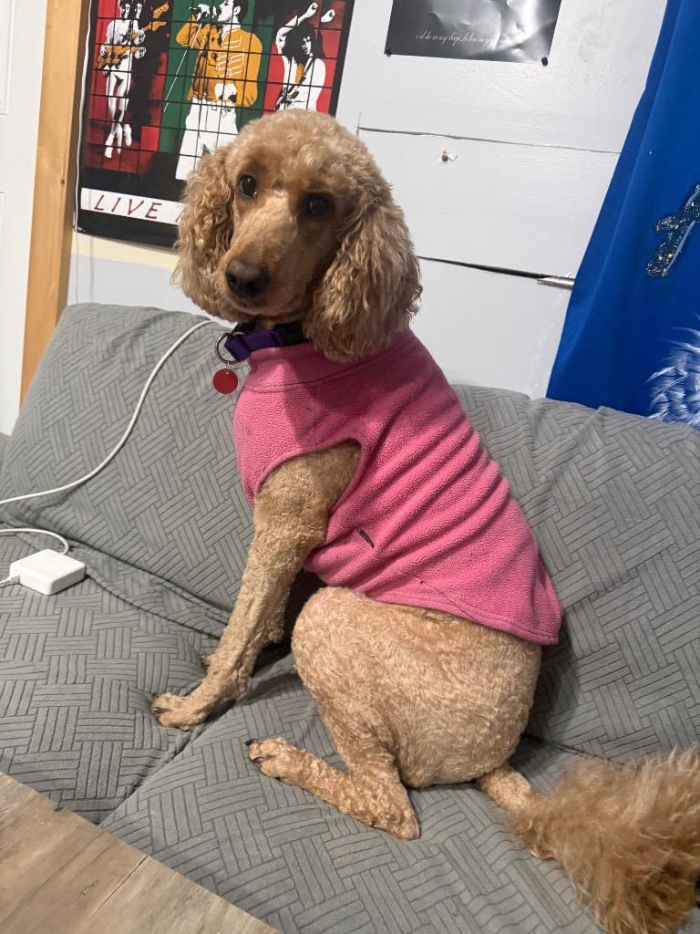 Enlarge Ella, a Adoptable mixed breed in Monroe Township, NJ image 3/3