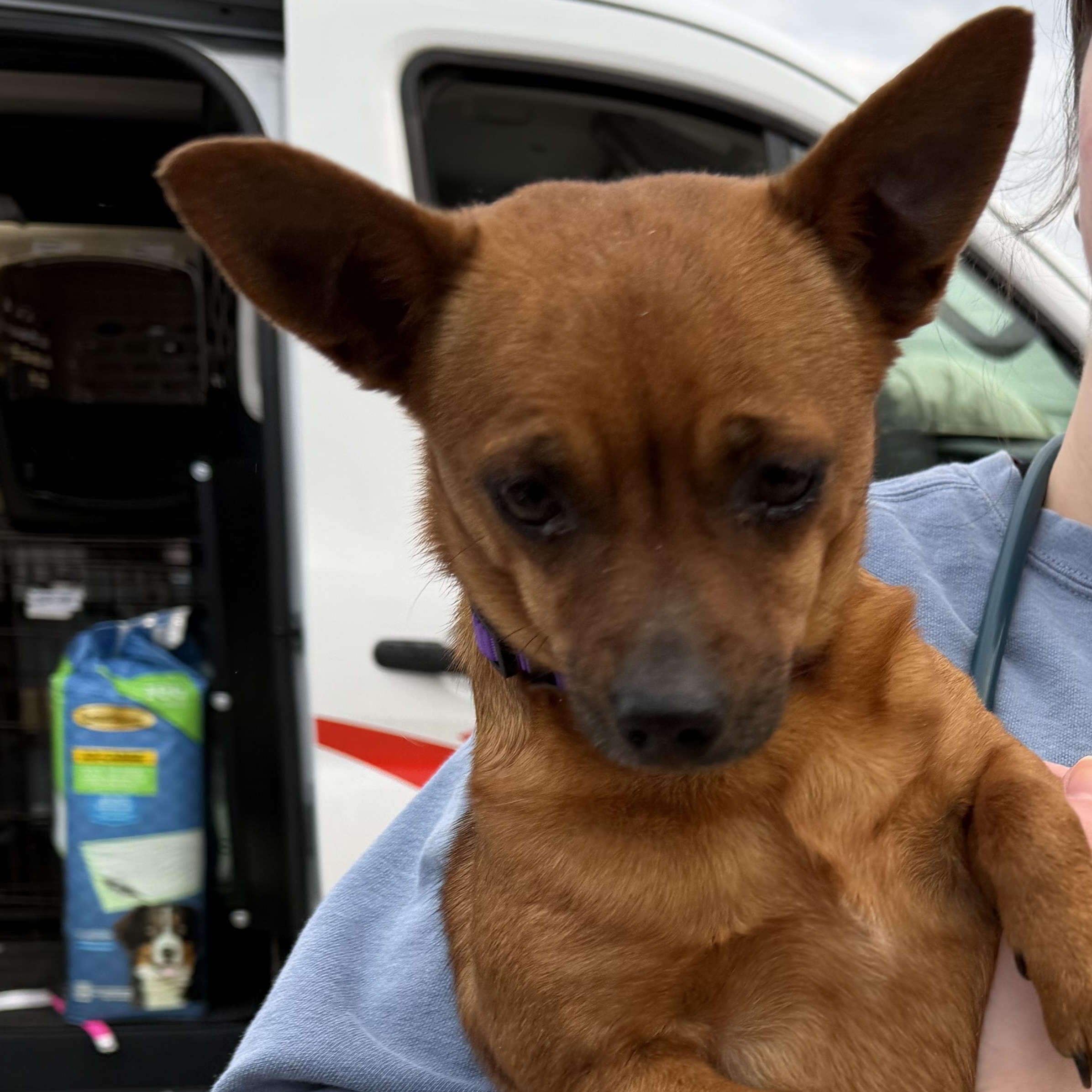 Lola, adopted, Adult Female Chihuahua.