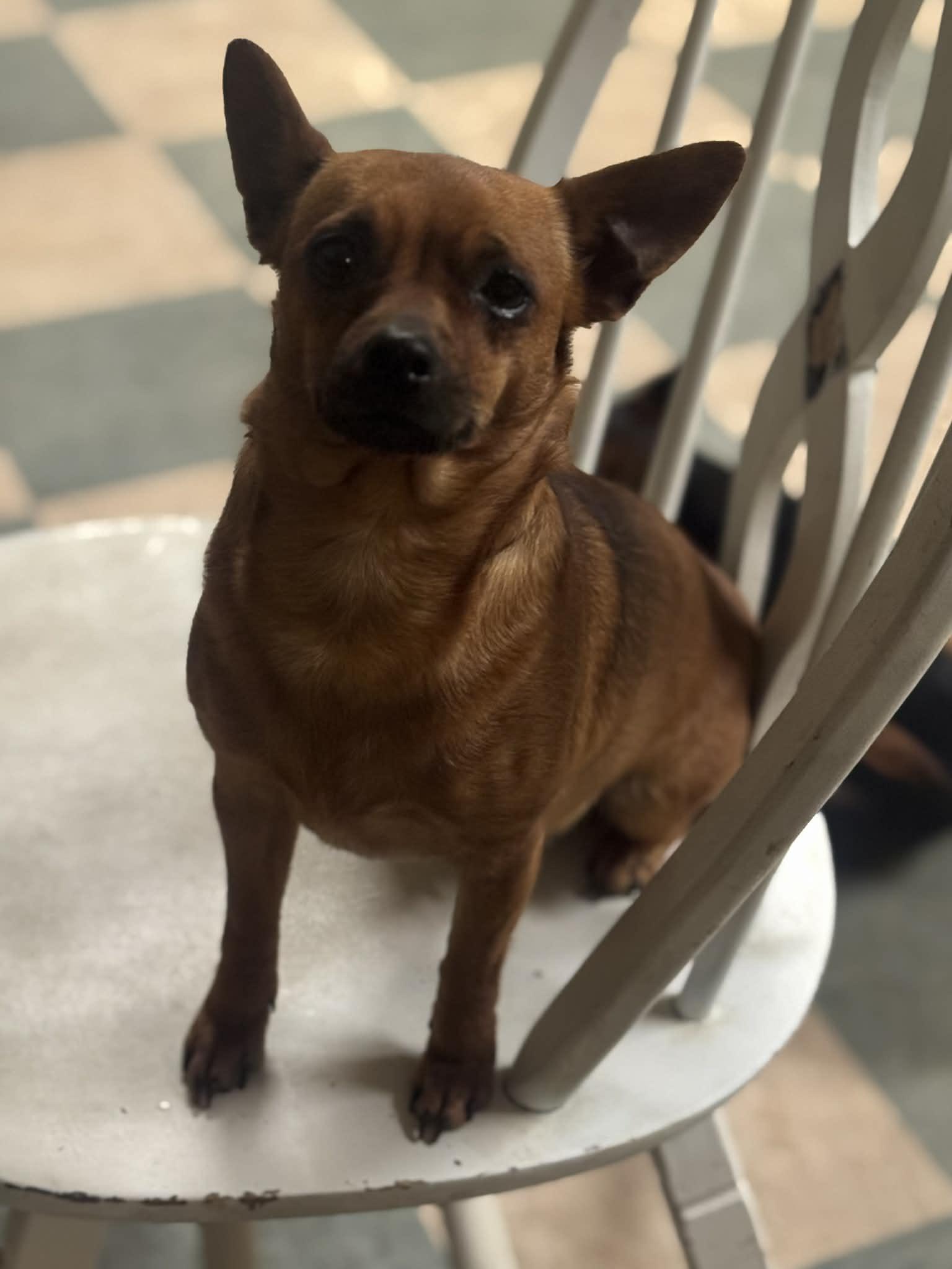 Enlarge Lola, an adopted Chihuahua in Lucedale, MS image 2/2