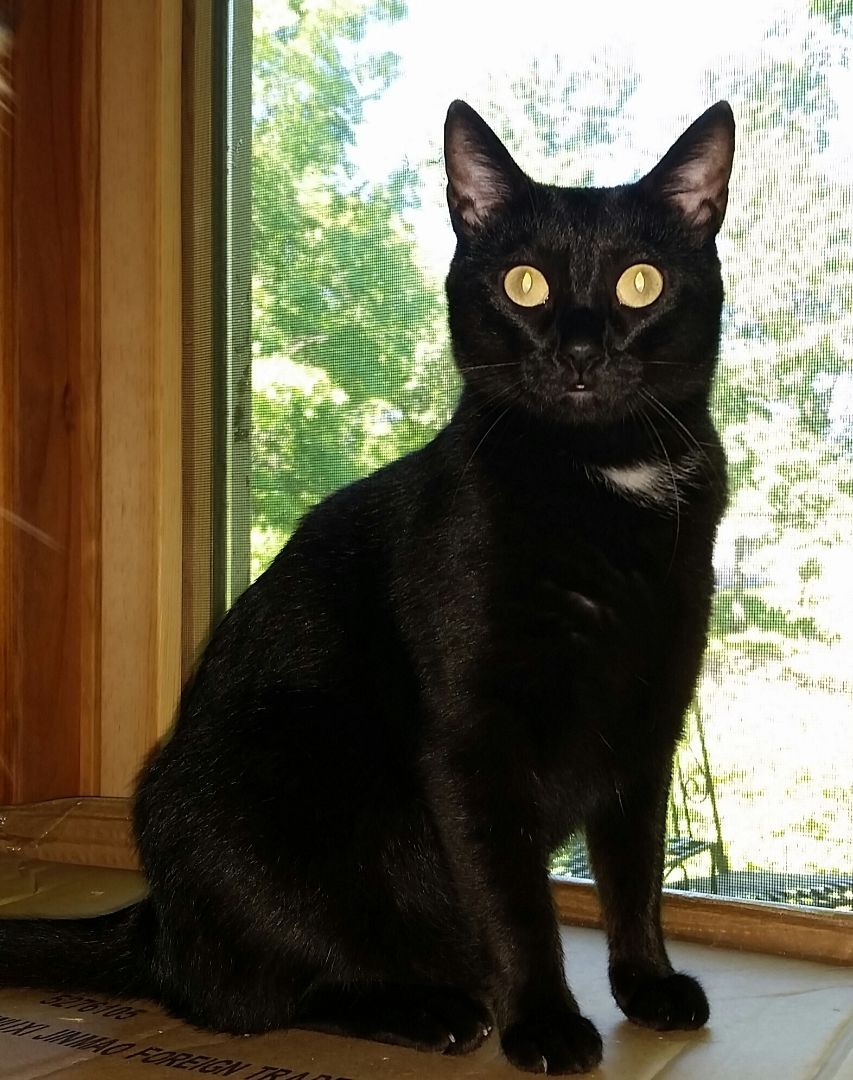 Midnight Ii thumbnail 2