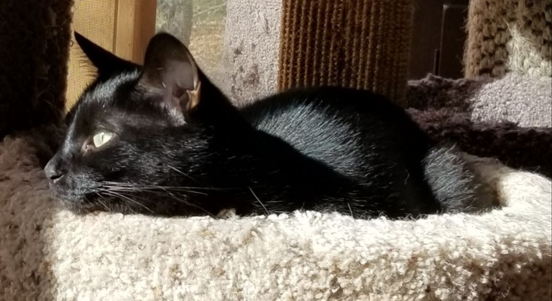 Midnight Ii thumbnail 3