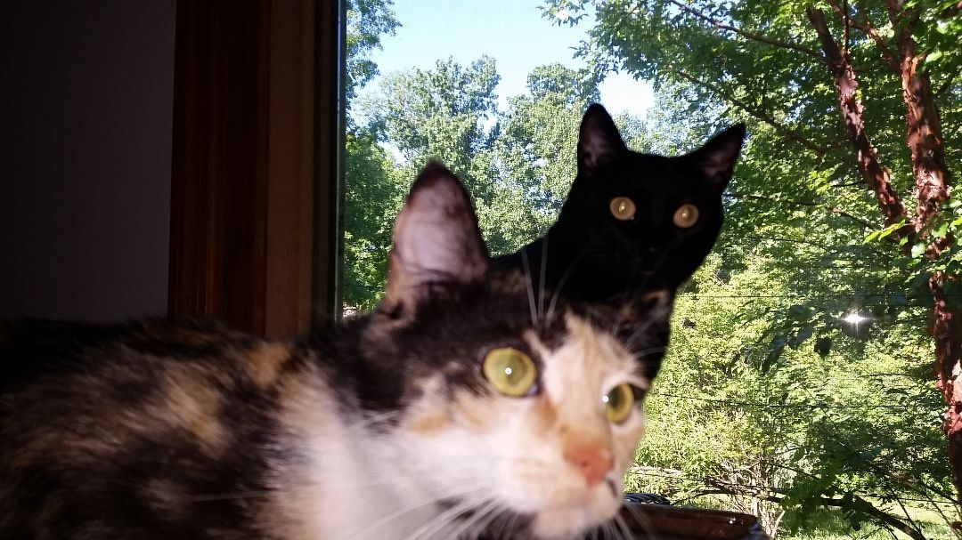 Midnight Ii thumbnail 4