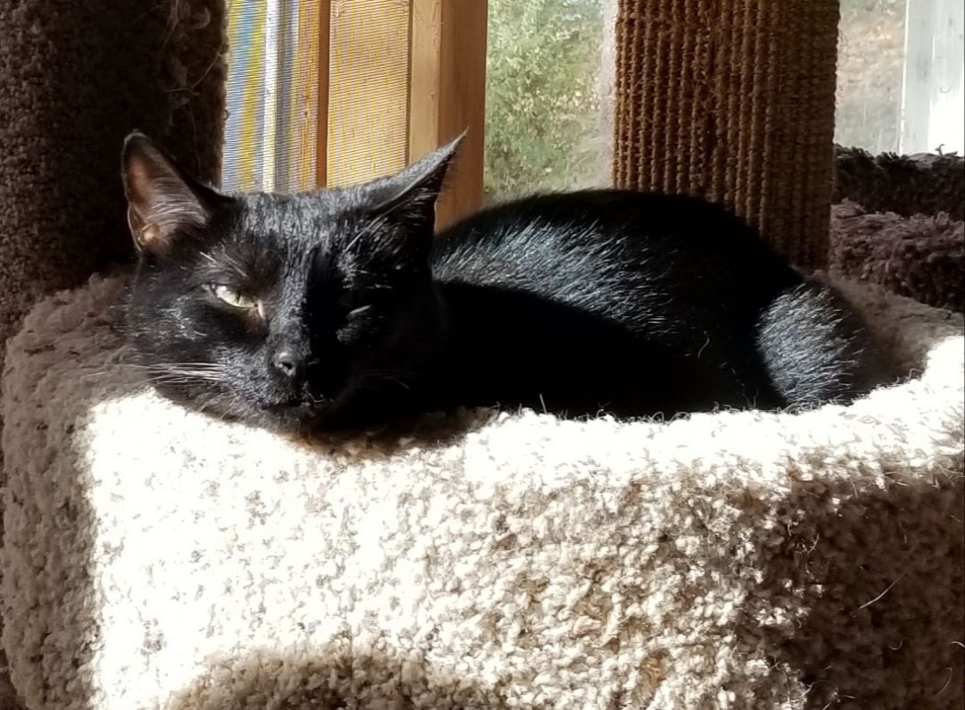 Midnight Ii thumbnail 5