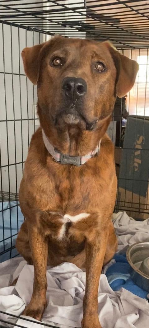 Sassy, Adoptable, Adult Female Hound.