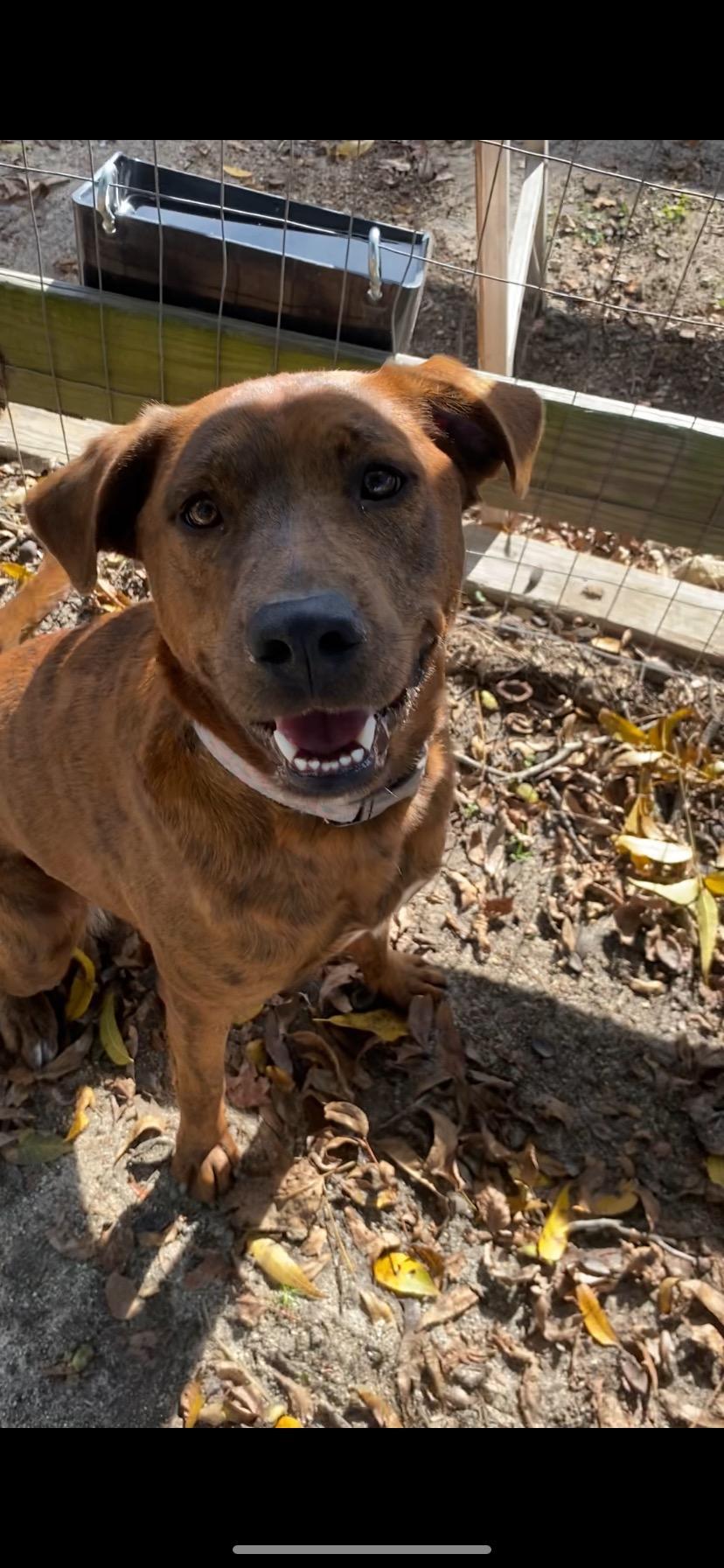 Enlarge Sassy, a Adoptable Hound in Holly Springs, NC image 2/3