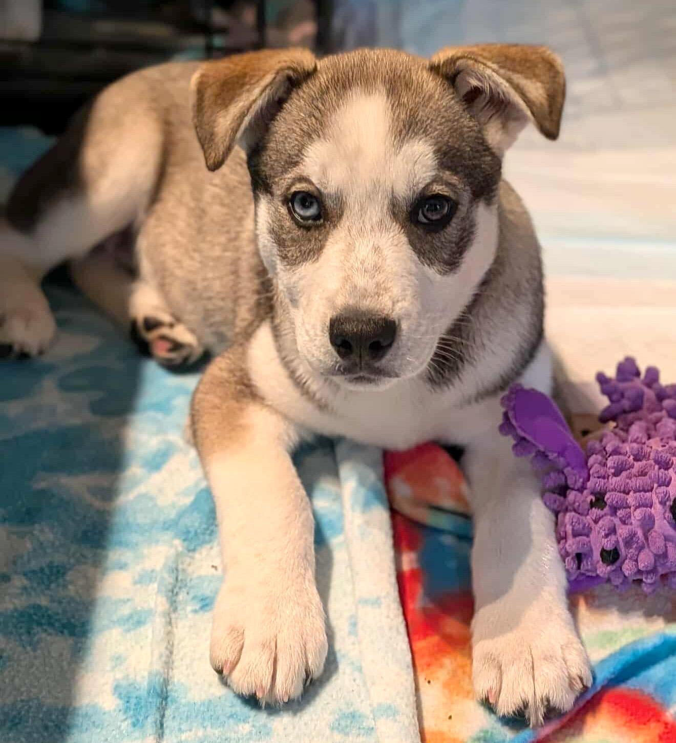 Enlarge Viktor (Russian litter), a Adoptable mixed breed in Silvana, WA image 2/6