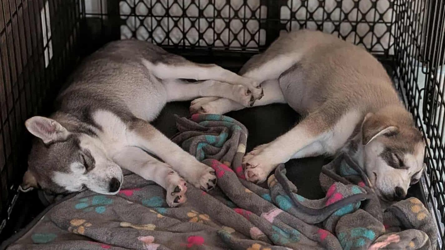 Enlarge Viktor (Russian litter), a Adoptable mixed breed in Silvana, WA image 5/6