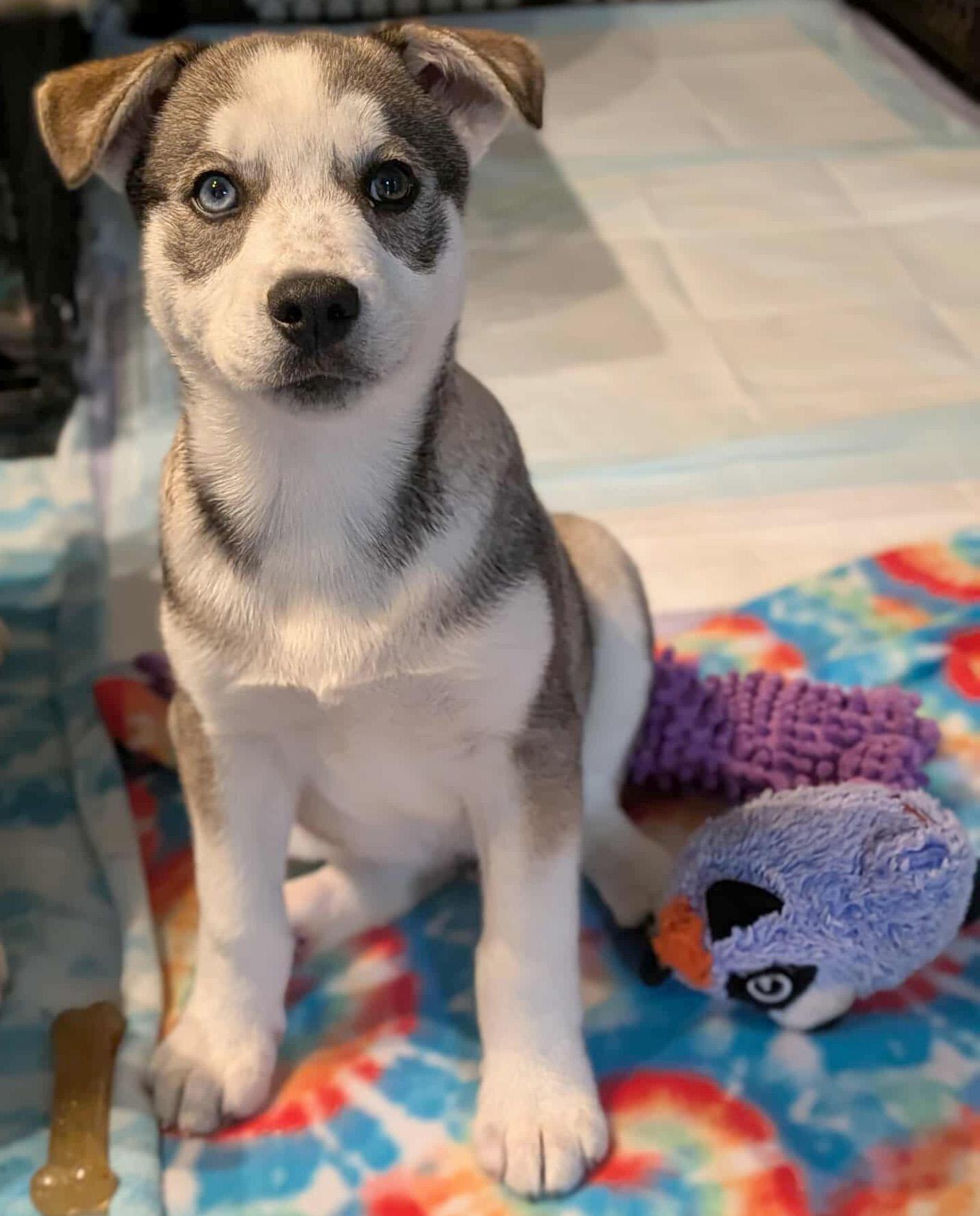 Enlarge Viktor (Russian litter), a Adoptable mixed breed in Silvana, WA image 4/6