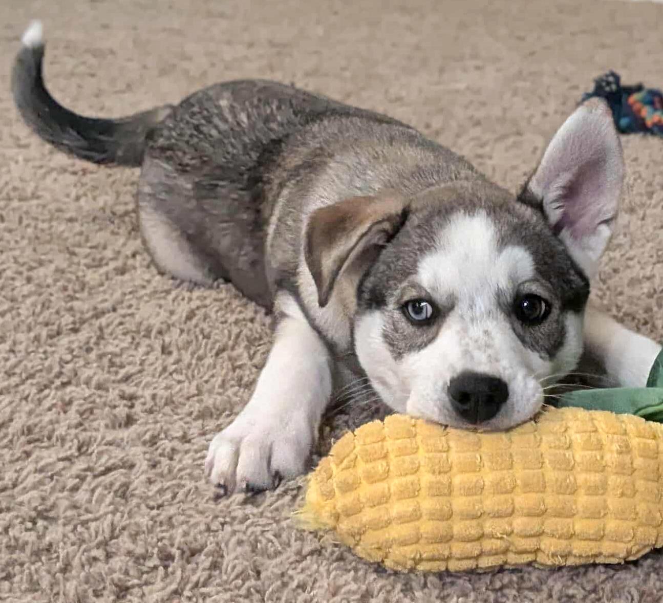 Viktor (Russian litter), Adoptable, Puppy Male Husky.