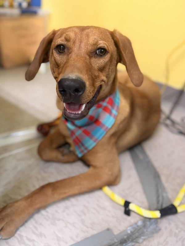 Riptide, Adoptable, Young Male Redbone Coonhound.