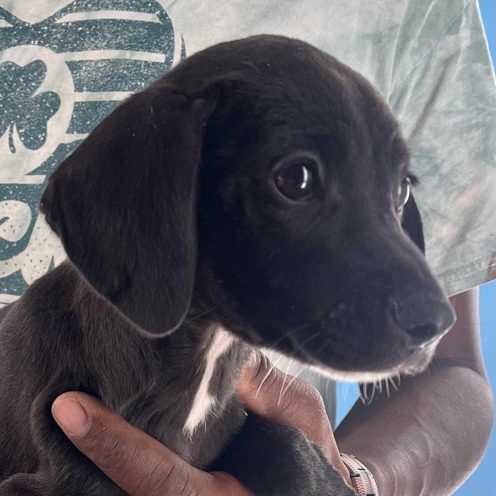 Sandy  Local Nov thumbnail 4