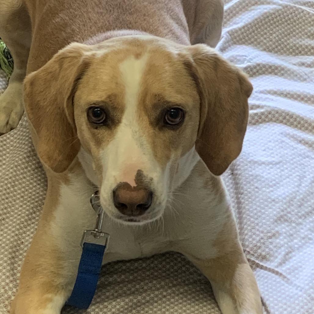 Enlarge Bentley, a Adoptable mixed breed in Middlebury, VT image 1/6