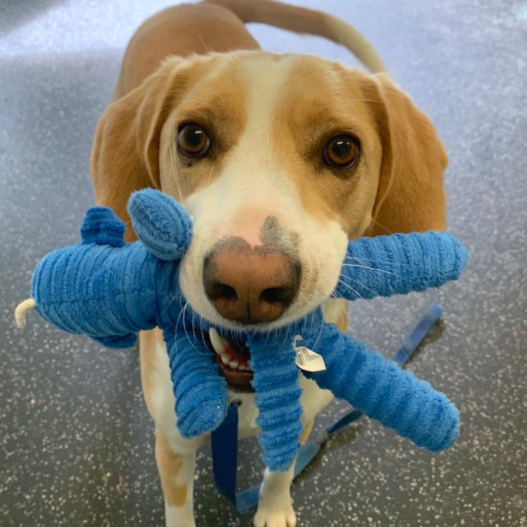 Bentley, Adoptable, Adult Male Treeing Walker Coonhound & Mixed Breed.