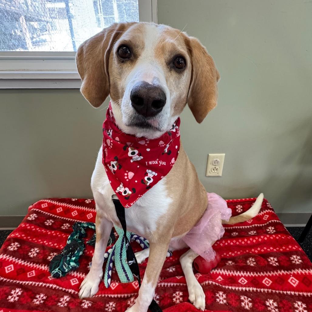 Enlarge Bentley, a Adoptable mixed breed in Middlebury, VT image 2/6