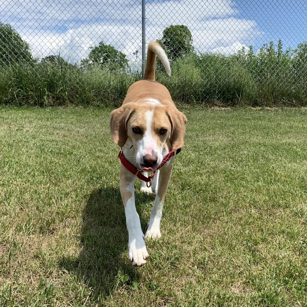 Bentley, Adoptable, Adult Male Treeing Walker Coonhound & Mixed Breed.