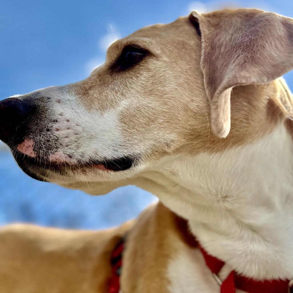 Enlarge Bentley, a Adoptable mixed breed in Middlebury, VT image 3/6