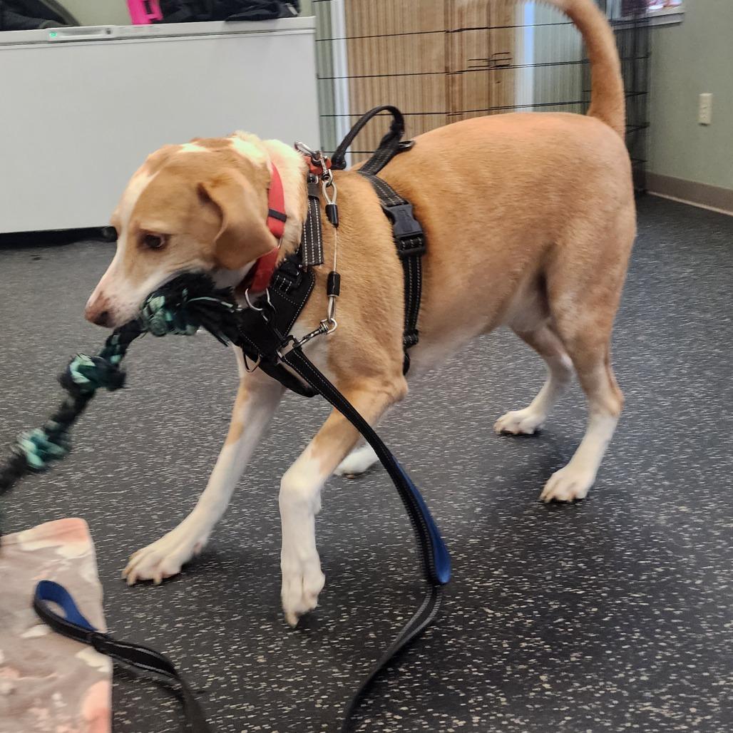 Enlarge Bentley, a Adoptable mixed breed in Middlebury, VT image 2/5