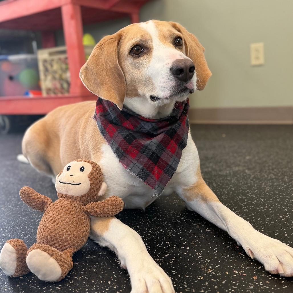 Enlarge Bentley, a Adoptable mixed breed in Middlebury, VT image 4/6