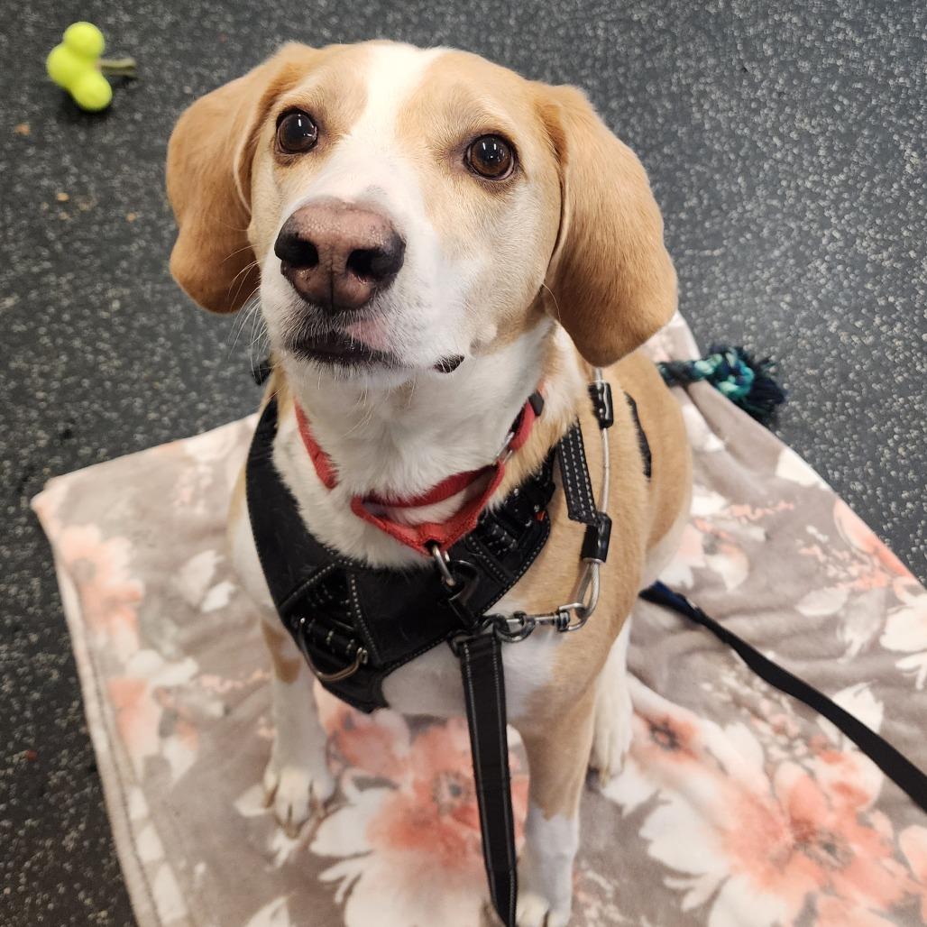 Enlarge Bentley, a Adoptable mixed breed in Middlebury, VT image 4/5