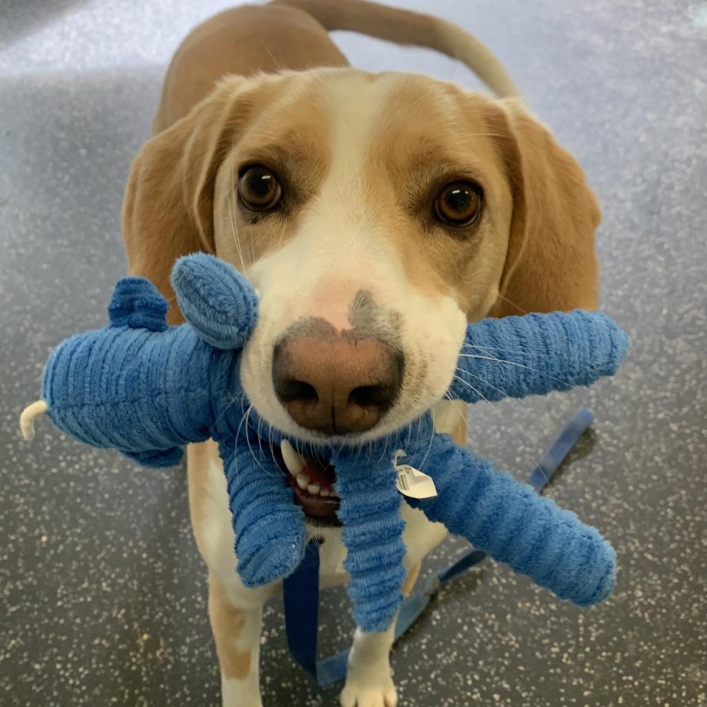 Enlarge Bentley, a Adoptable mixed breed in Middlebury, VT image 5/5