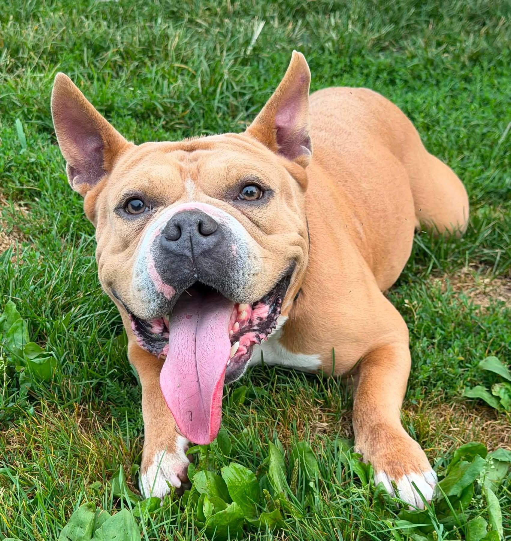 Enlarge Pugsley, a Adopted mixed breed in Dunkirk, NY image 2/4