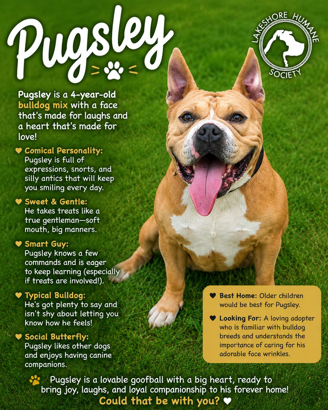 Pugsley, Adopted, Adult Male Bulldog.