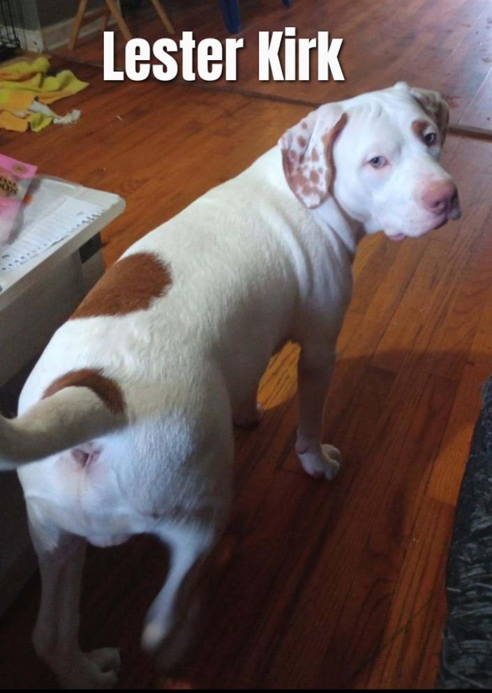 Lester Kirk, a Adoptable mixed breed in Dyersburg, TN image 2/2