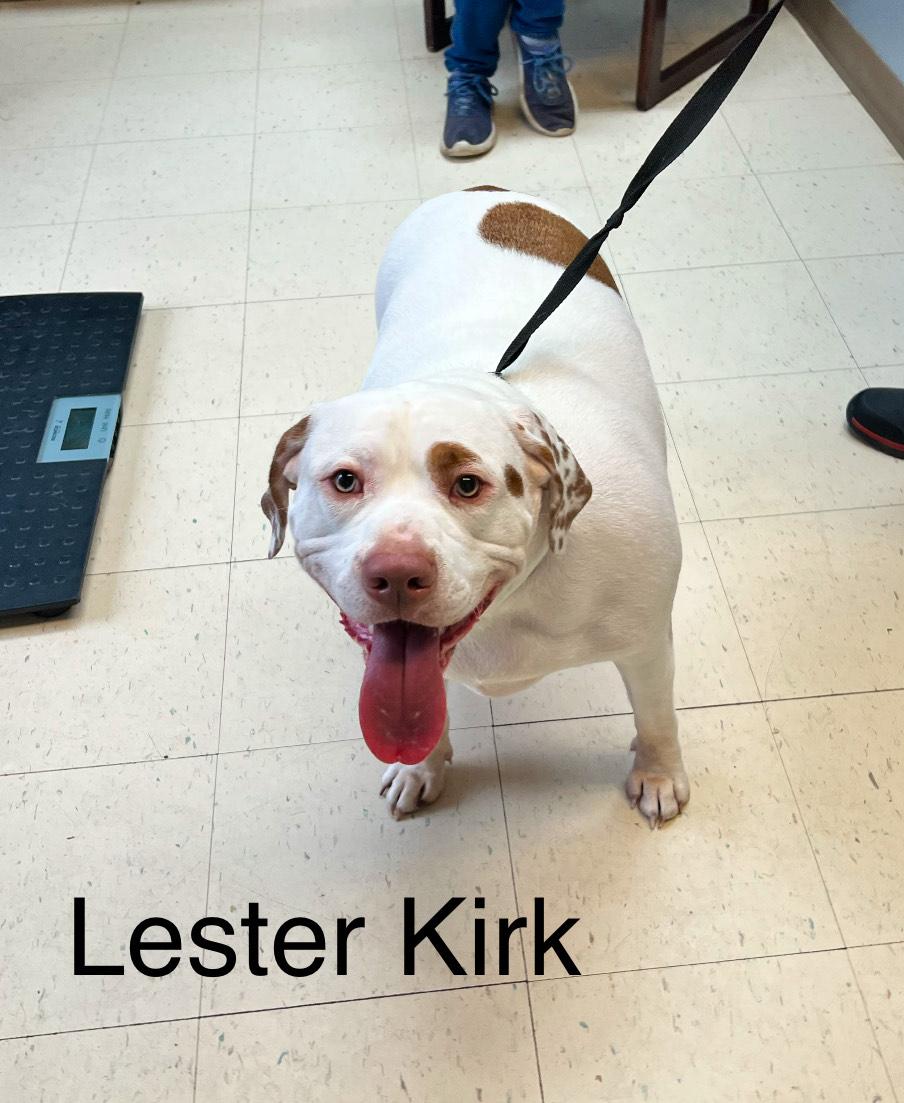 Lester Kirk, Adoptable, Young Male Pit Bull Terrier & Boxer.
