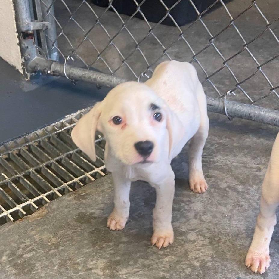 Jax, a Adoptable Mixed Breed in Myrtle Beach, SC image 2/2