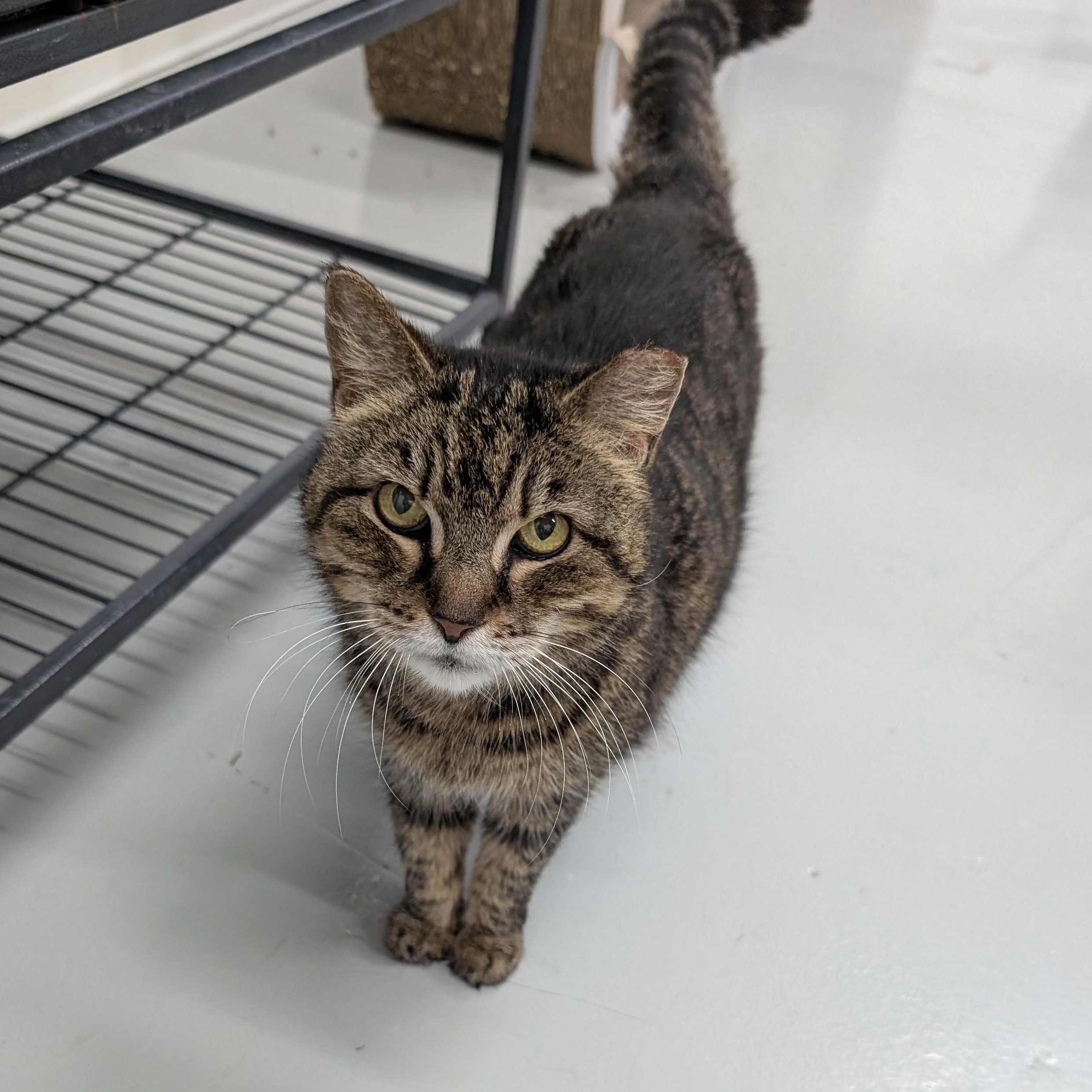 Traci, Senior Female unknown