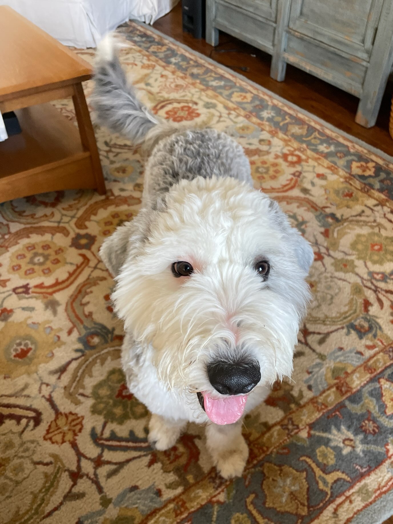 Aria, Adopted, Young Female Old English Sheepdog.