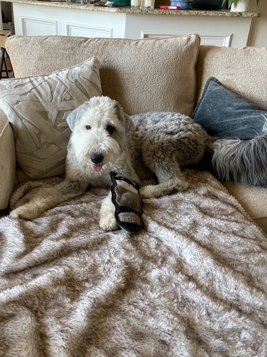 Enlarge Aria, a Adopted Old English Sheepdog in Argyle, TX image 3/4