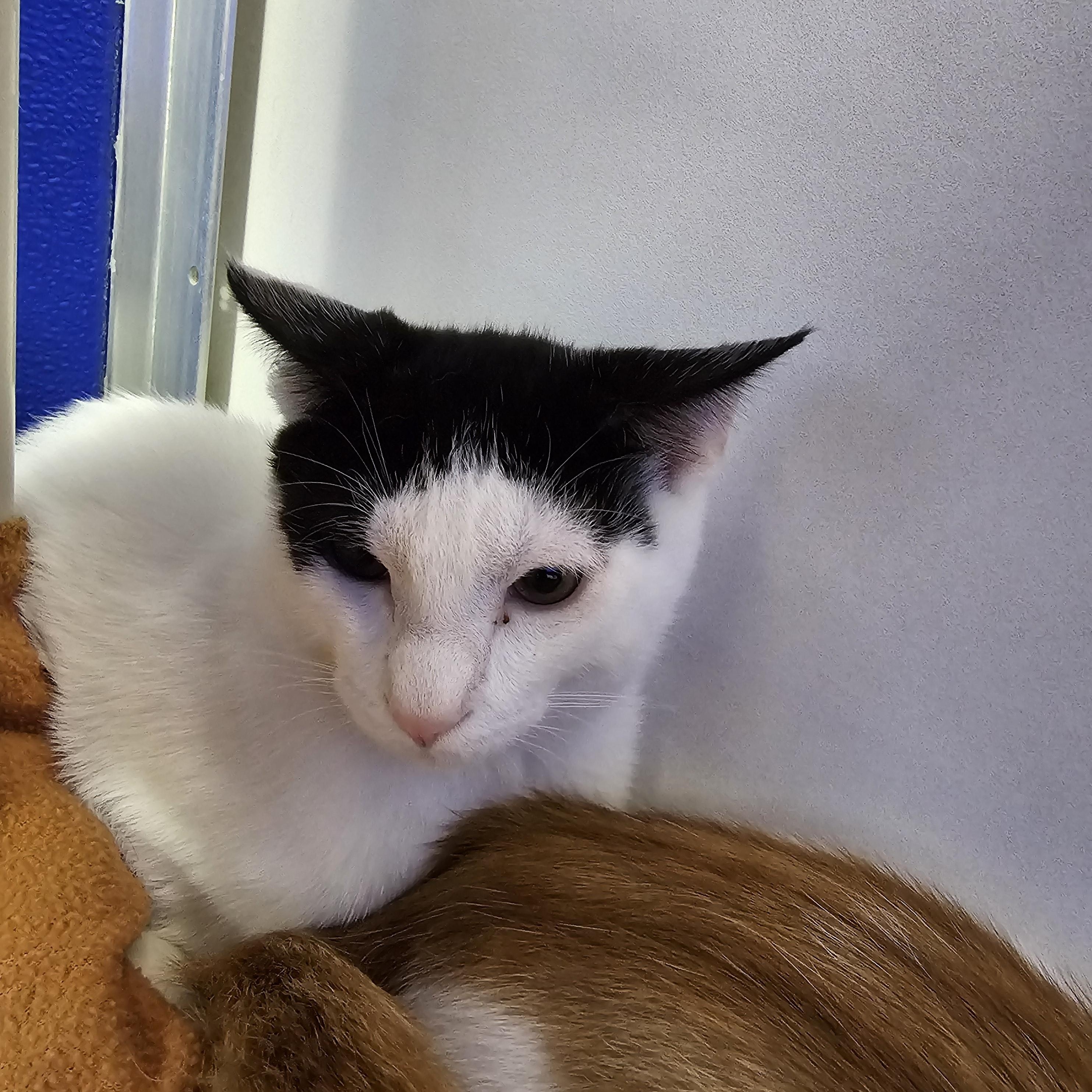 Enlarge Damascus, a Adoptable Domestic Short Hair in Dunkirk, NY image 2/2