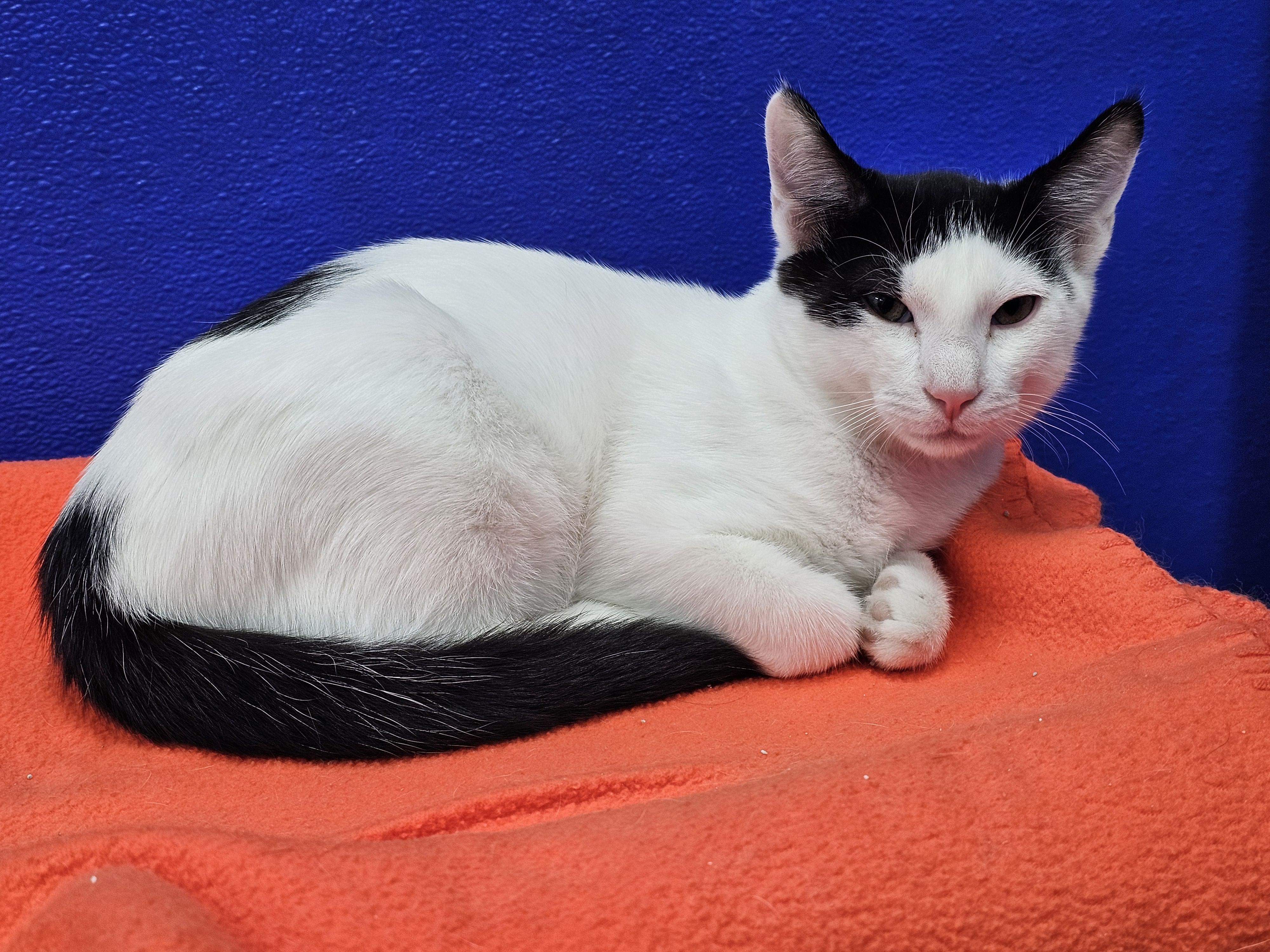 Damascus, Adoptable, Kitten Male Domestic Short Hair.