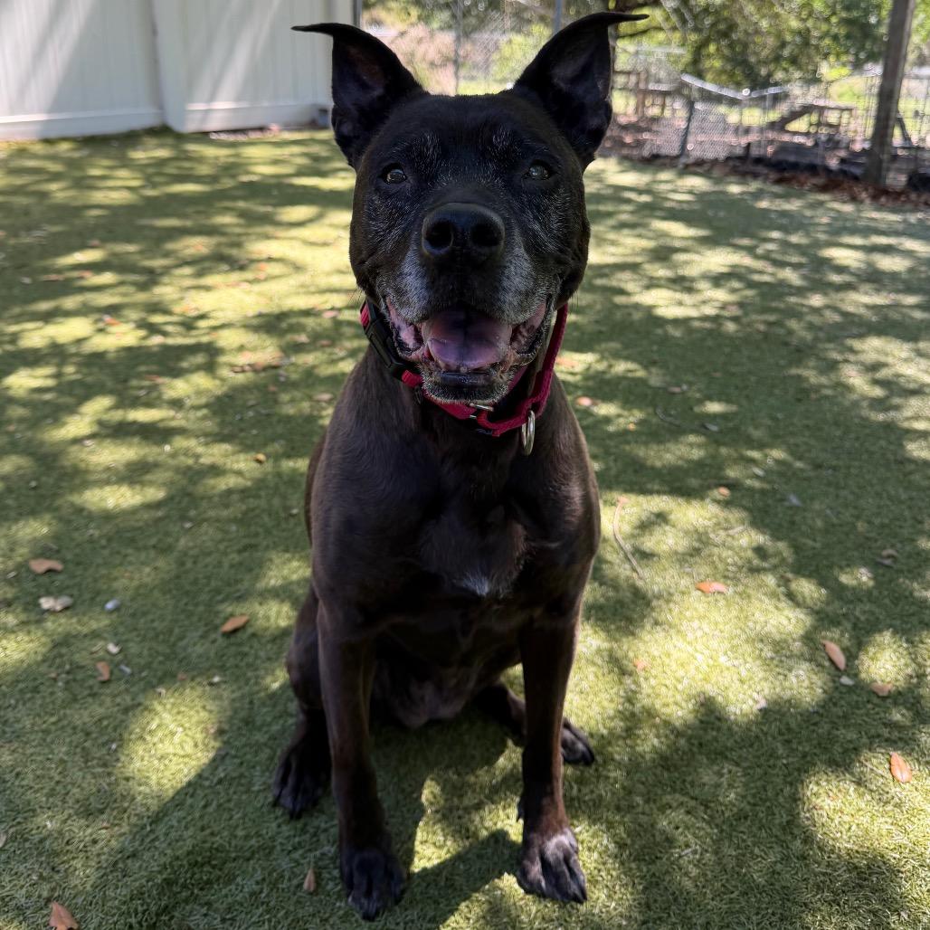 Daisy, a Adoptable mixed breed in Titusville, FL image 1/6