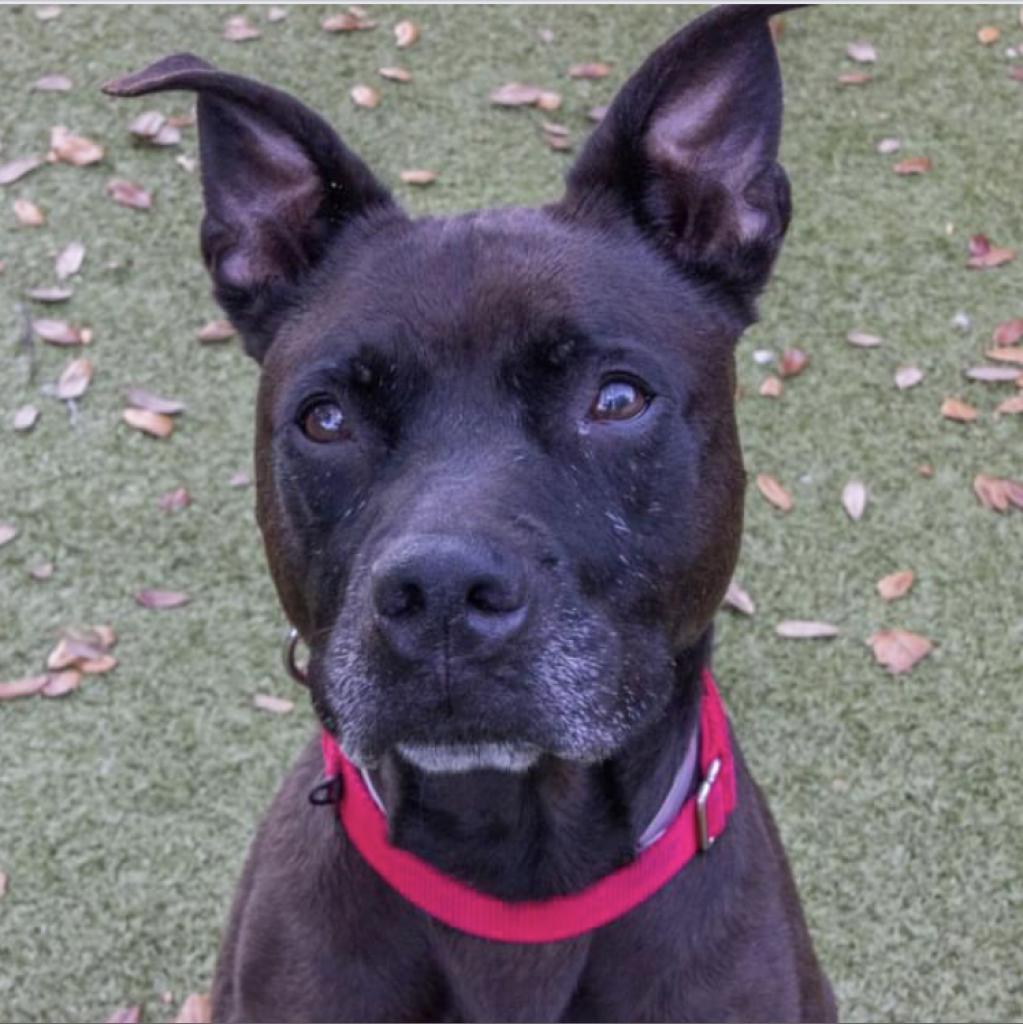Daisy, a Adoptable mixed breed in Titusville, FL image 2/6