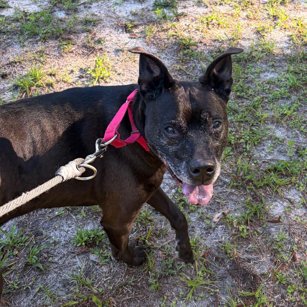 Daisy, a Adoptable mixed breed in Titusville, FL image 3/6