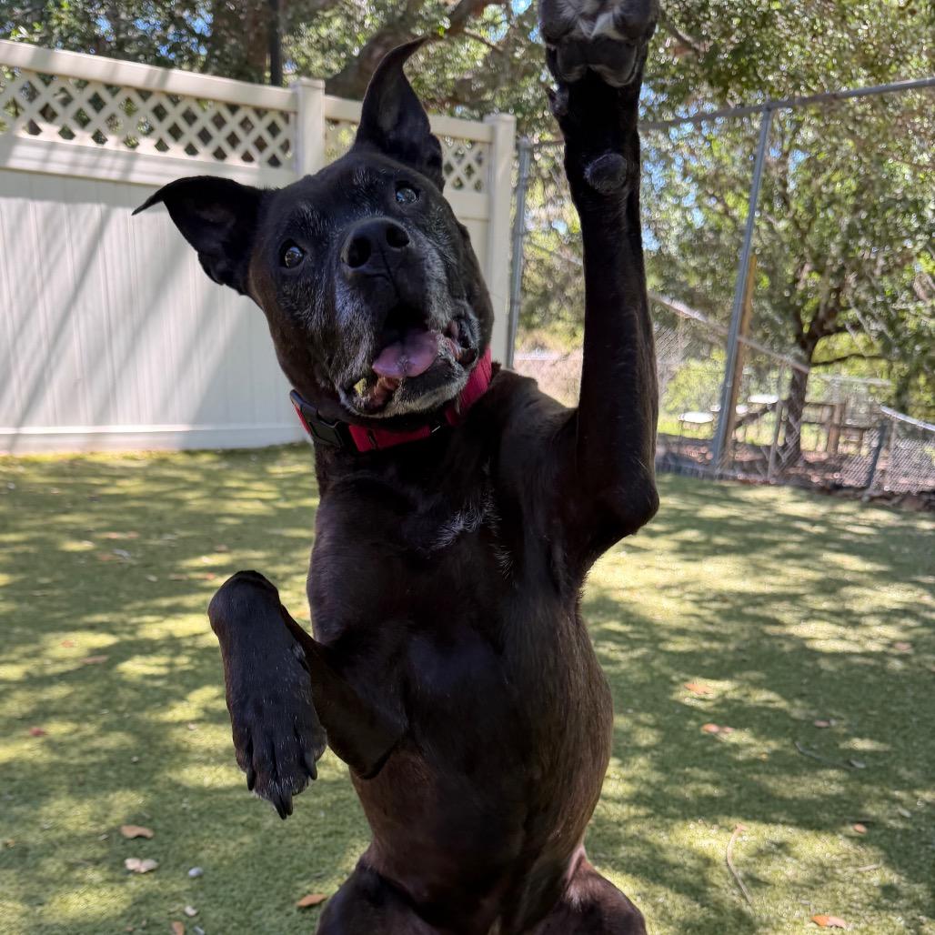 Daisy, a Adoptable mixed breed in Titusville, FL image 5/6