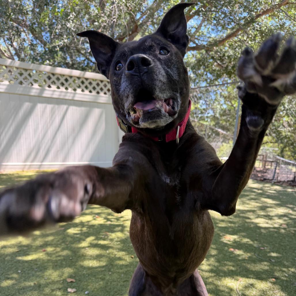 Daisy, a Adoptable mixed breed in Titusville, FL image 6/6