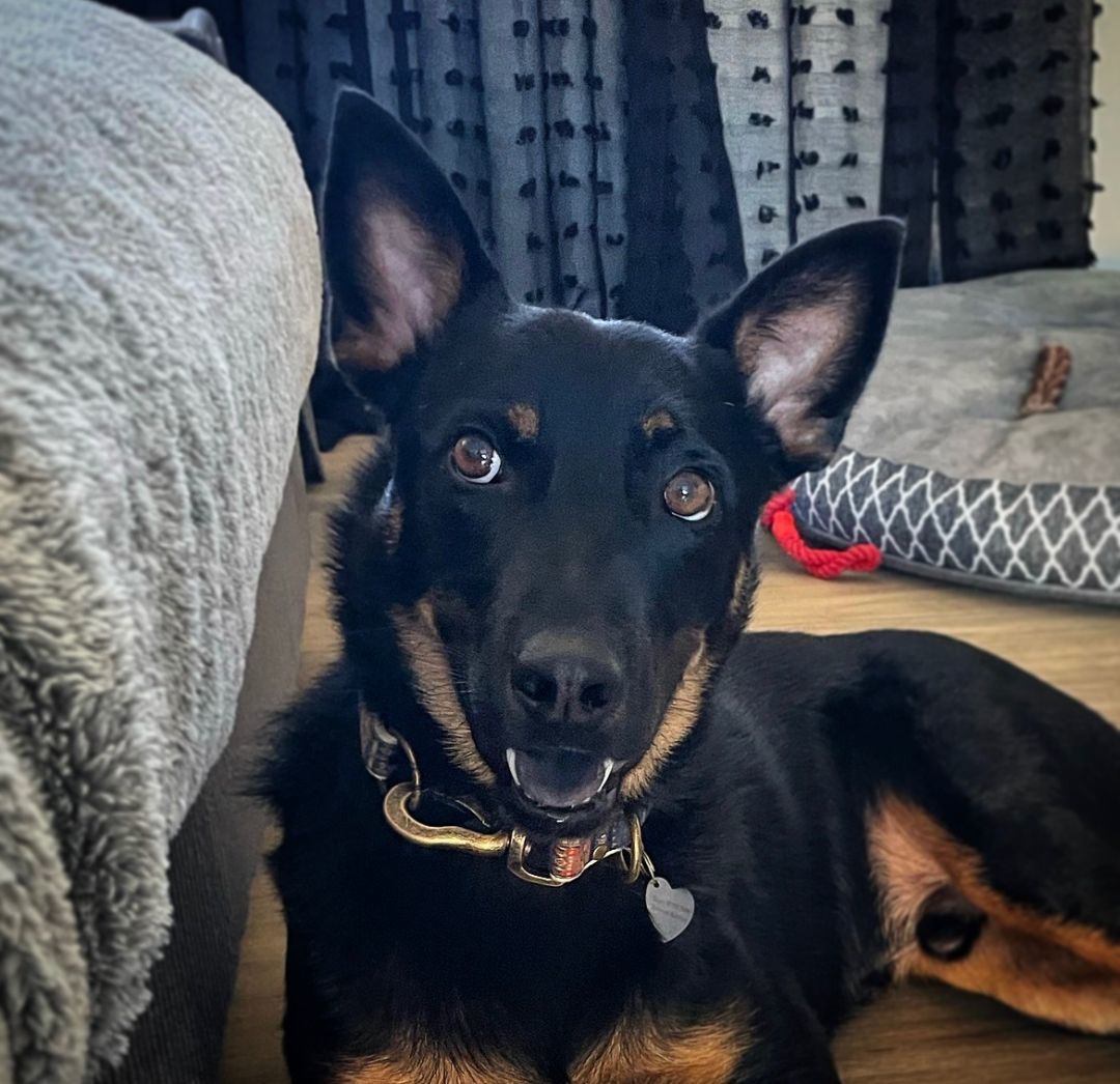 Enlarge Trigger, a Adopted mixed breed in Scottsdale, AZ image 1/4