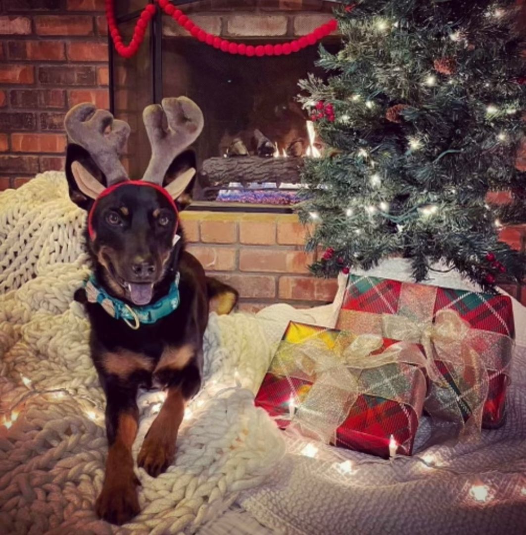 Trigger, Adopted, Young Male Australian Kelpie & German Shepherd Dog.