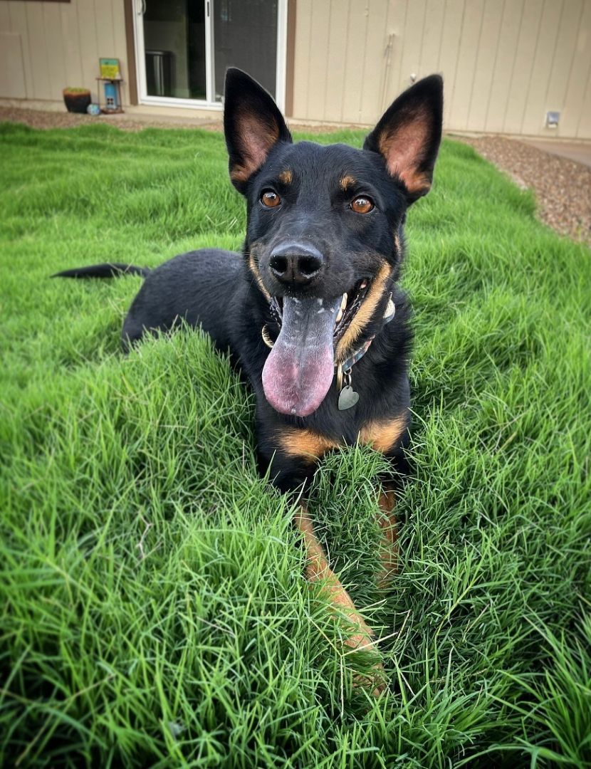 Enlarge Trigger, a Adopted mixed breed in Scottsdale, AZ image 3/4