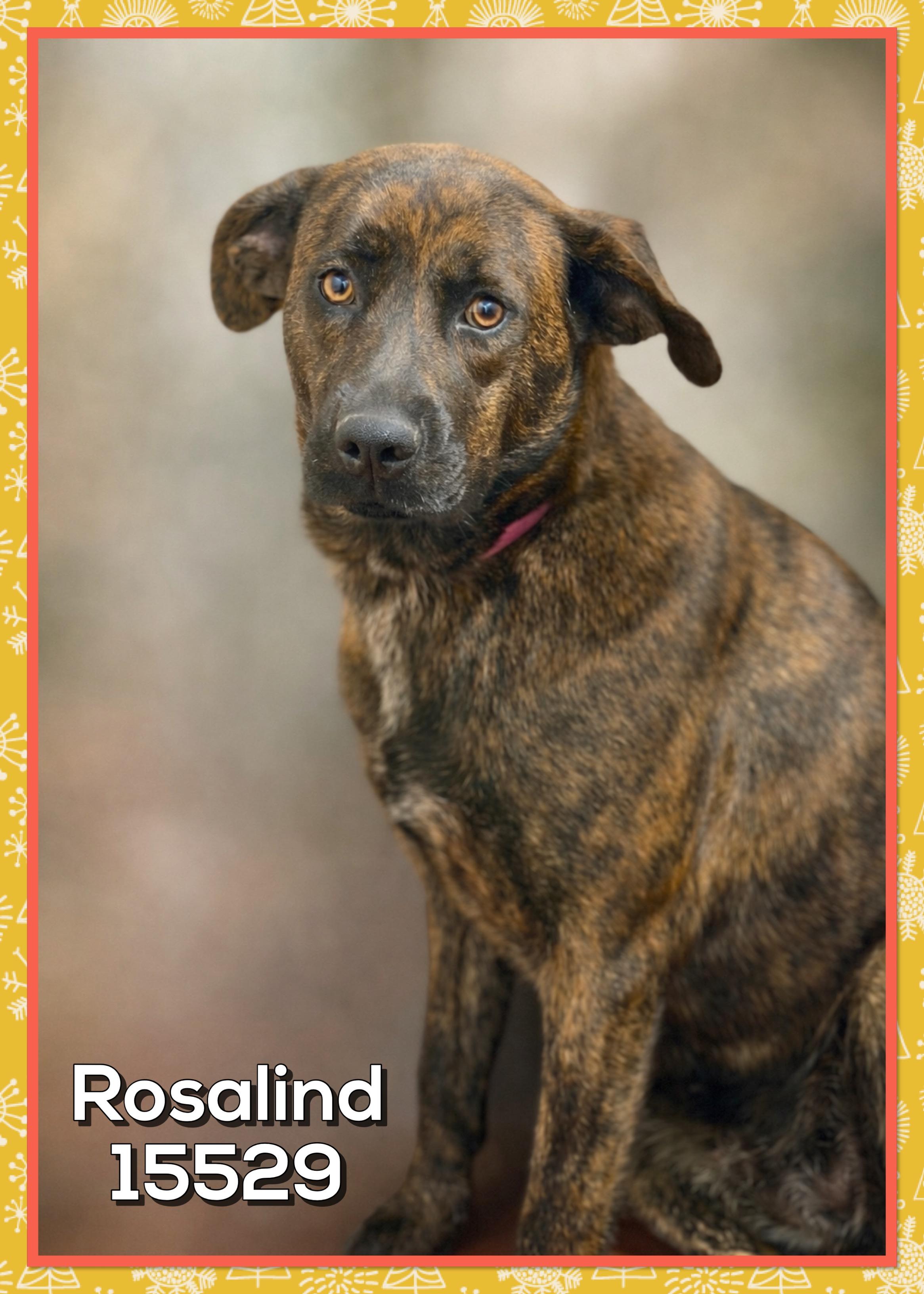 Rosalind thumbnail 2